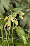 Redflower ragleaf